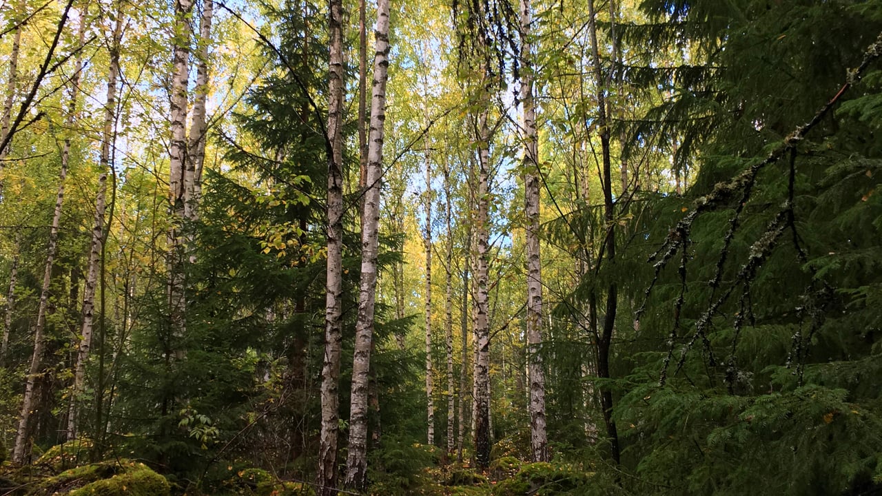 Blandskog med gran och bj&ouml;rk
