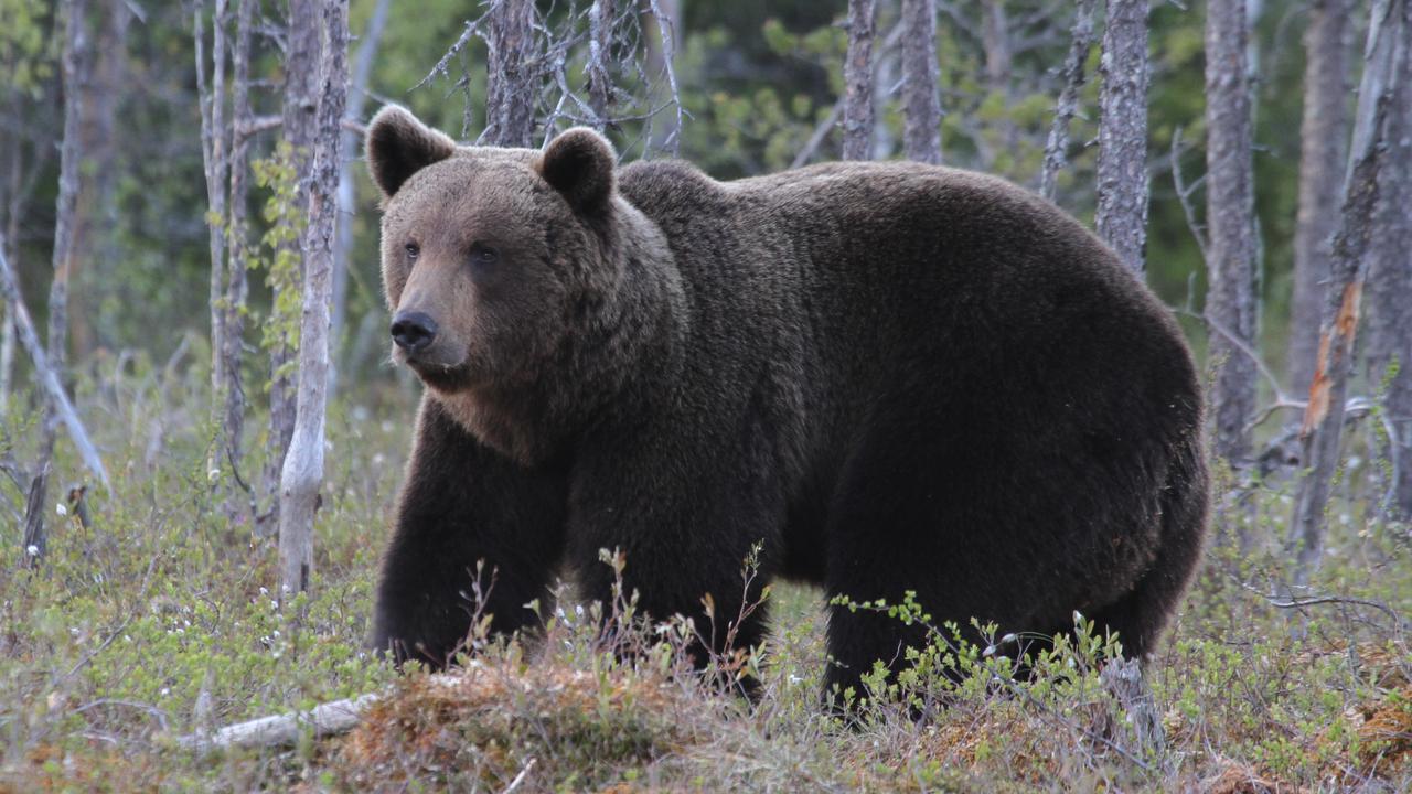 Bear in the woods