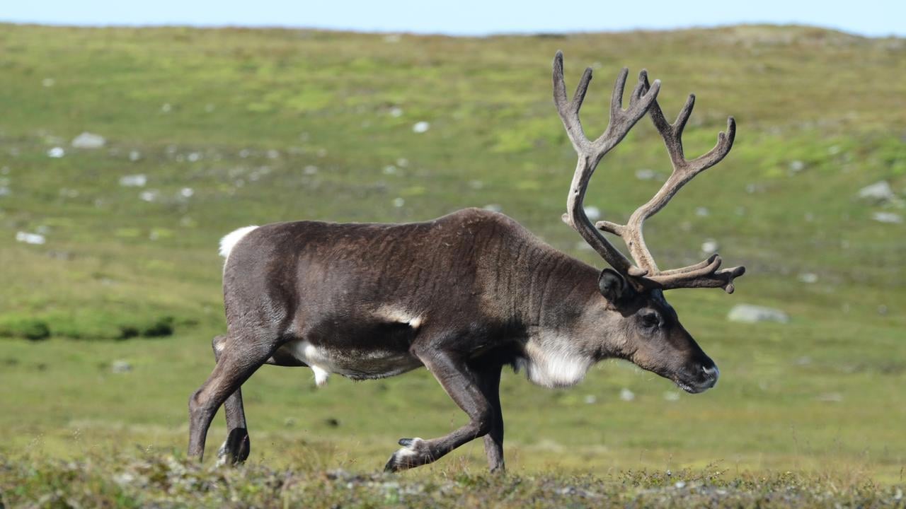 Reindeer on the mountain