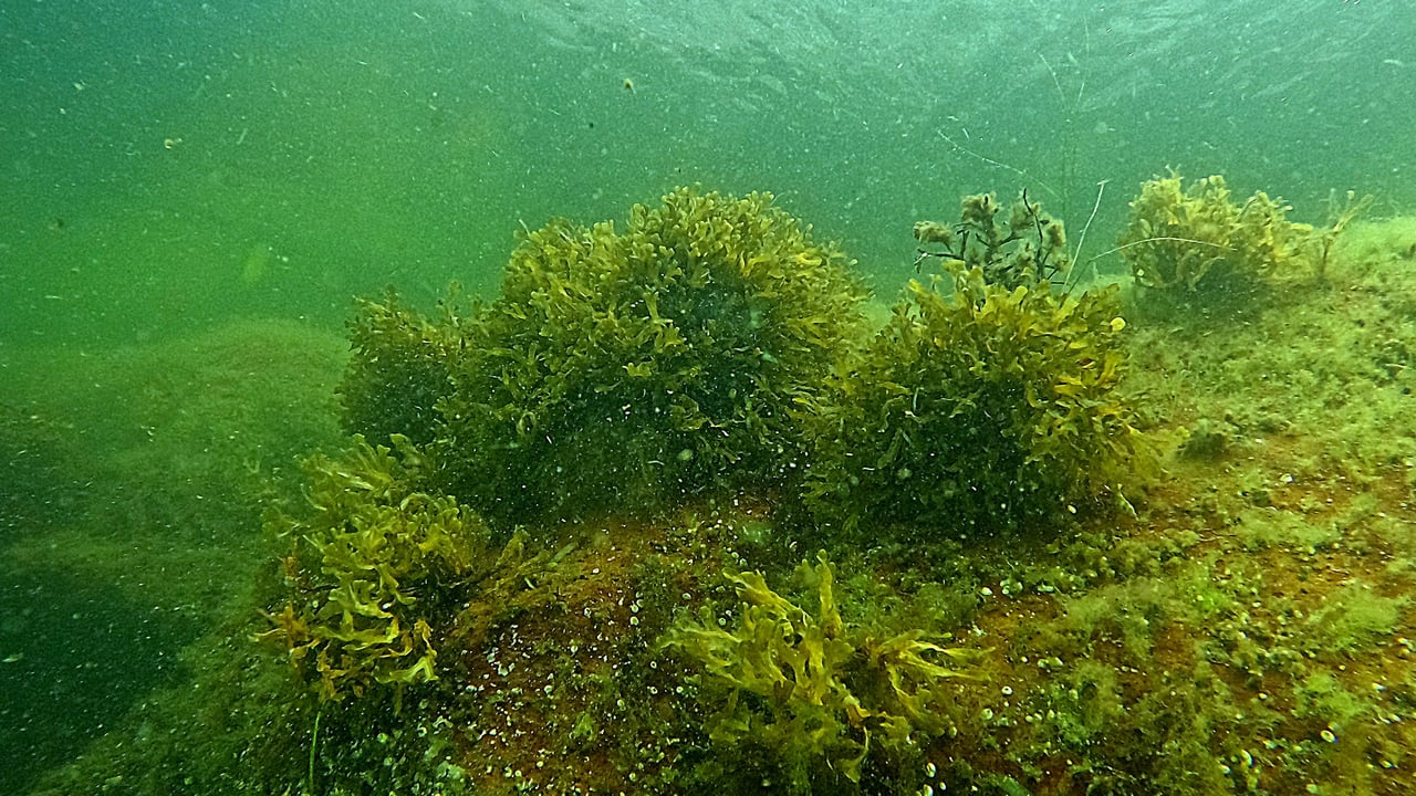 En undervattensbild p&aring; en solbelyst, r&ouml;d sten bevuxen med alger.