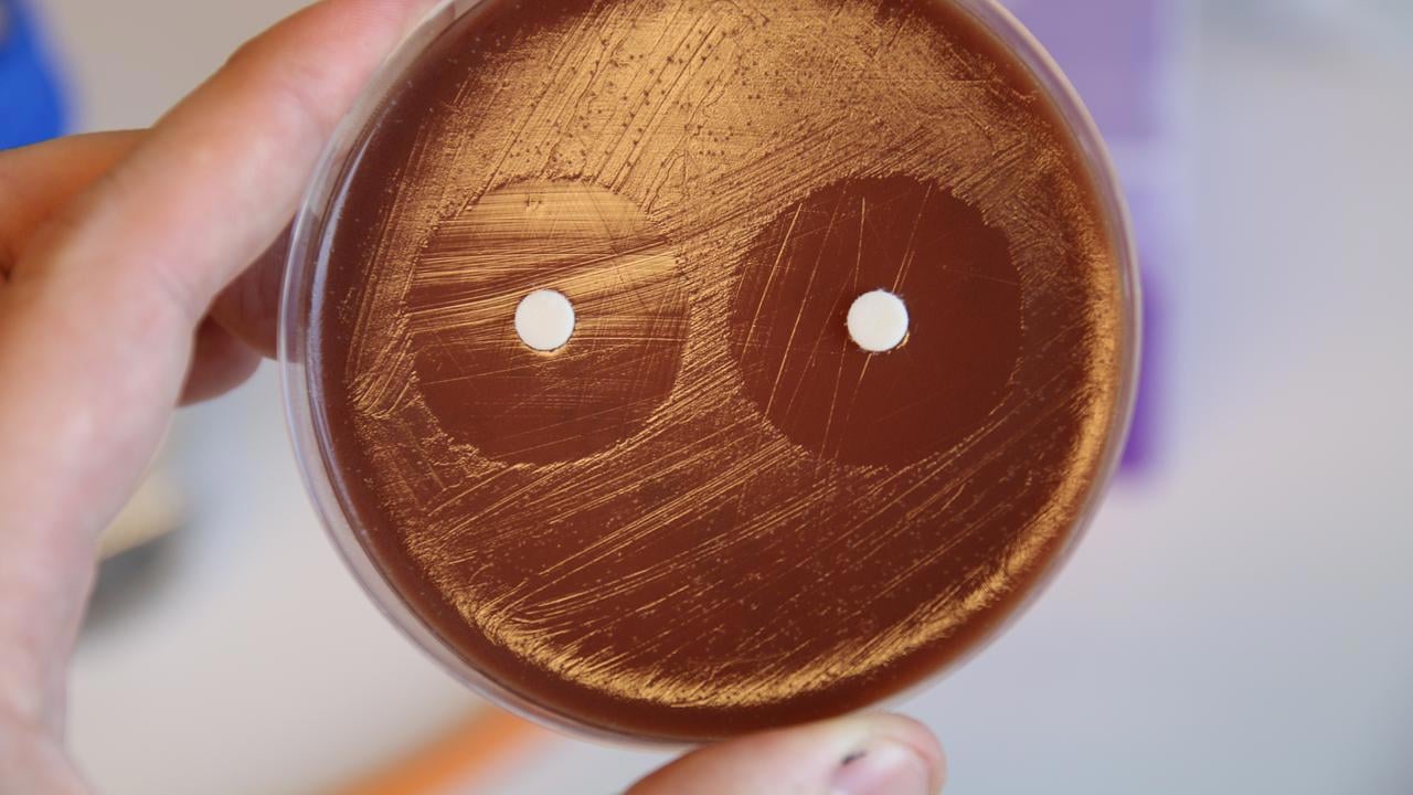 Disc diffusion test with an investigational compounds with activity against gonococci.