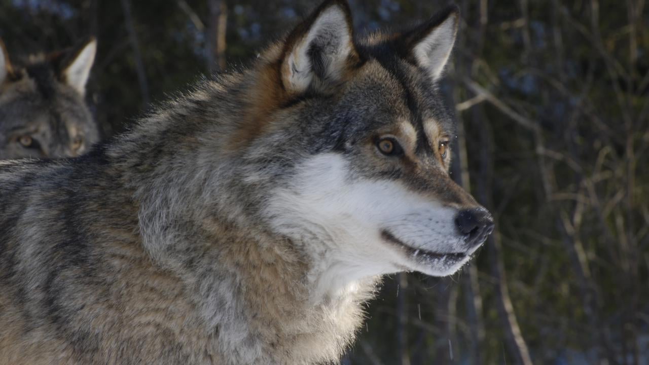 Wolf