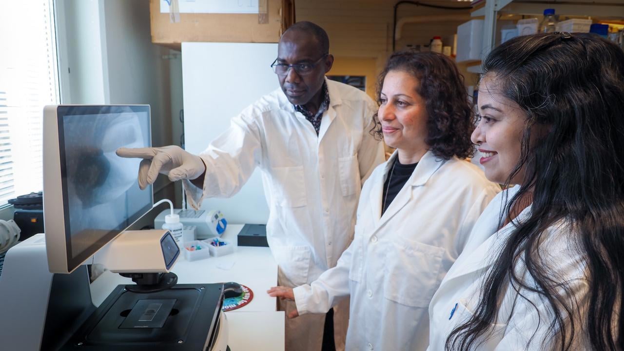 Nasim Sabouri lab