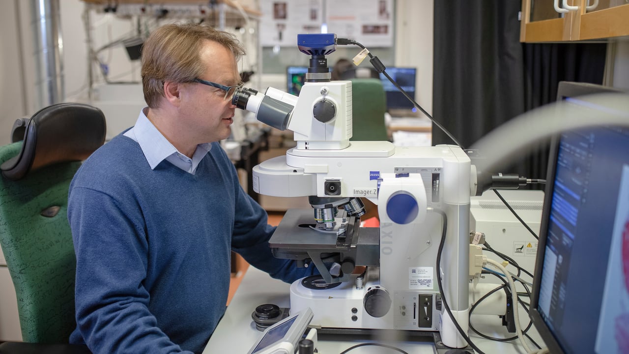 Portr&auml;tt p&aring; Oliver Billker, anknuten som professor till Institutionen f&ouml;r molekyl&auml;rbiologi, Ume&aring; universitet.