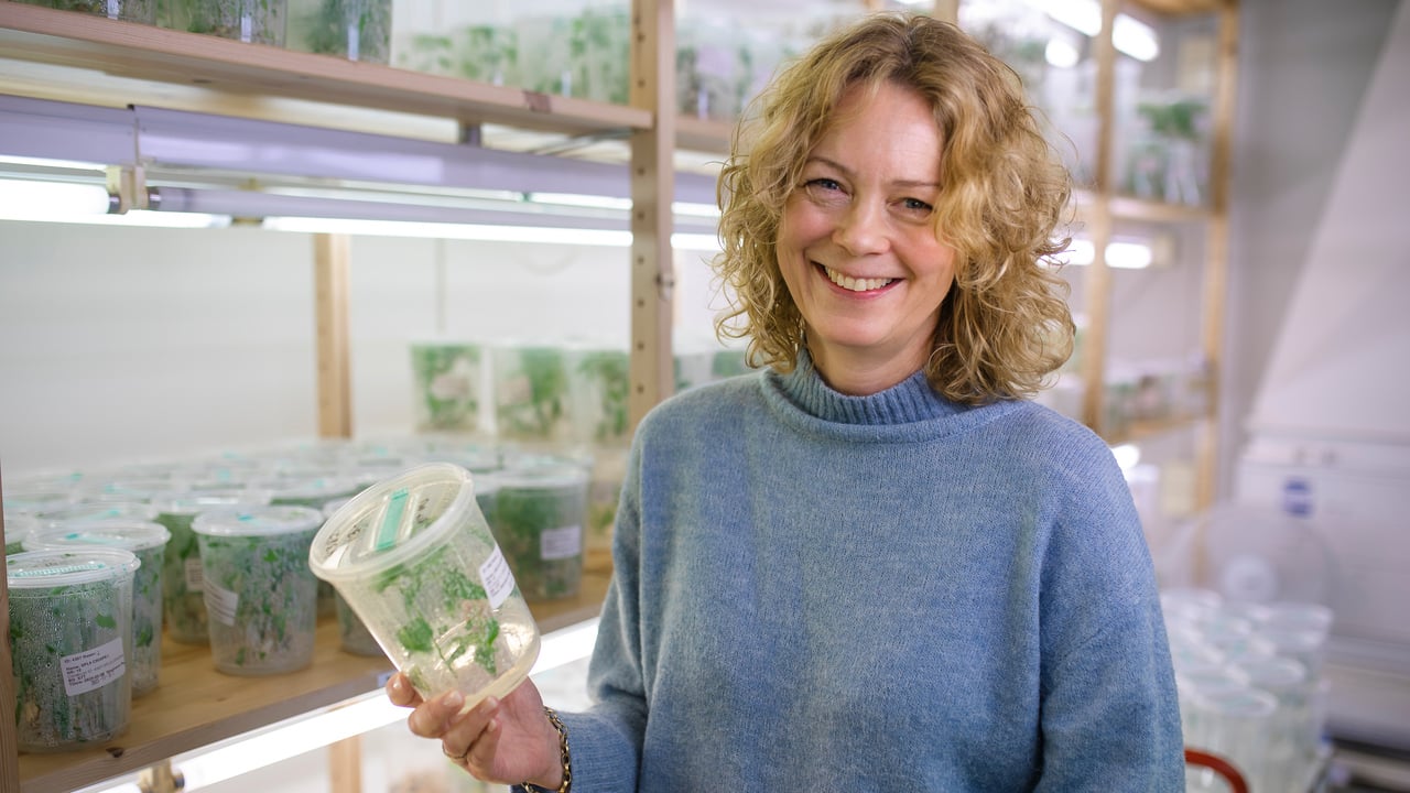 &Aring;sa Strand,  professor vid Institutionen f&ouml;r fysiologisk botanik