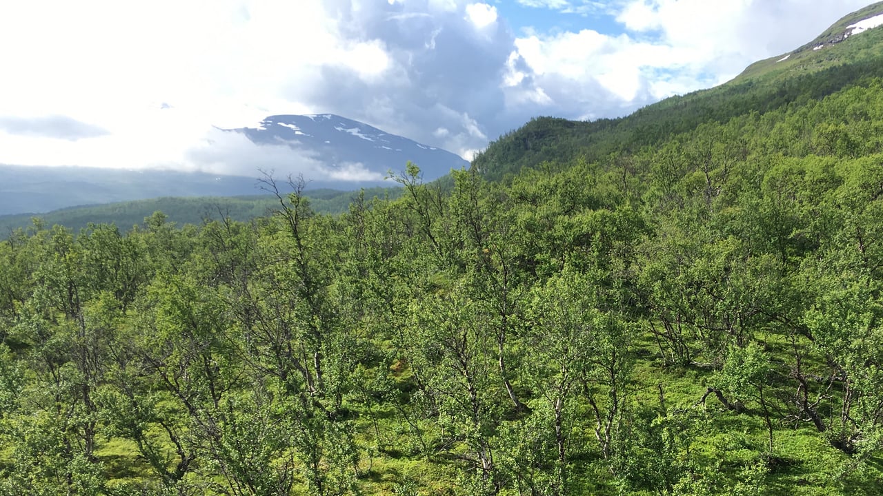 Nuolja bj&ouml;rkar