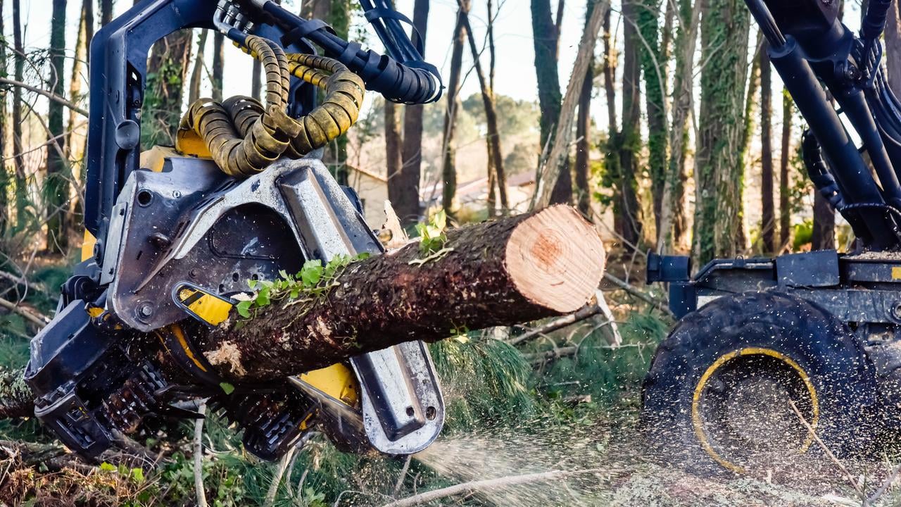 En traktor fäller ett träd i skogen.