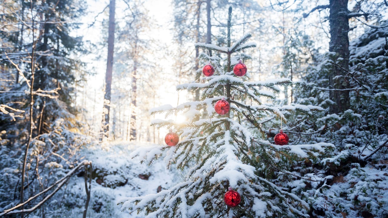 En julgran med r&ouml;da julkulor i skogen
