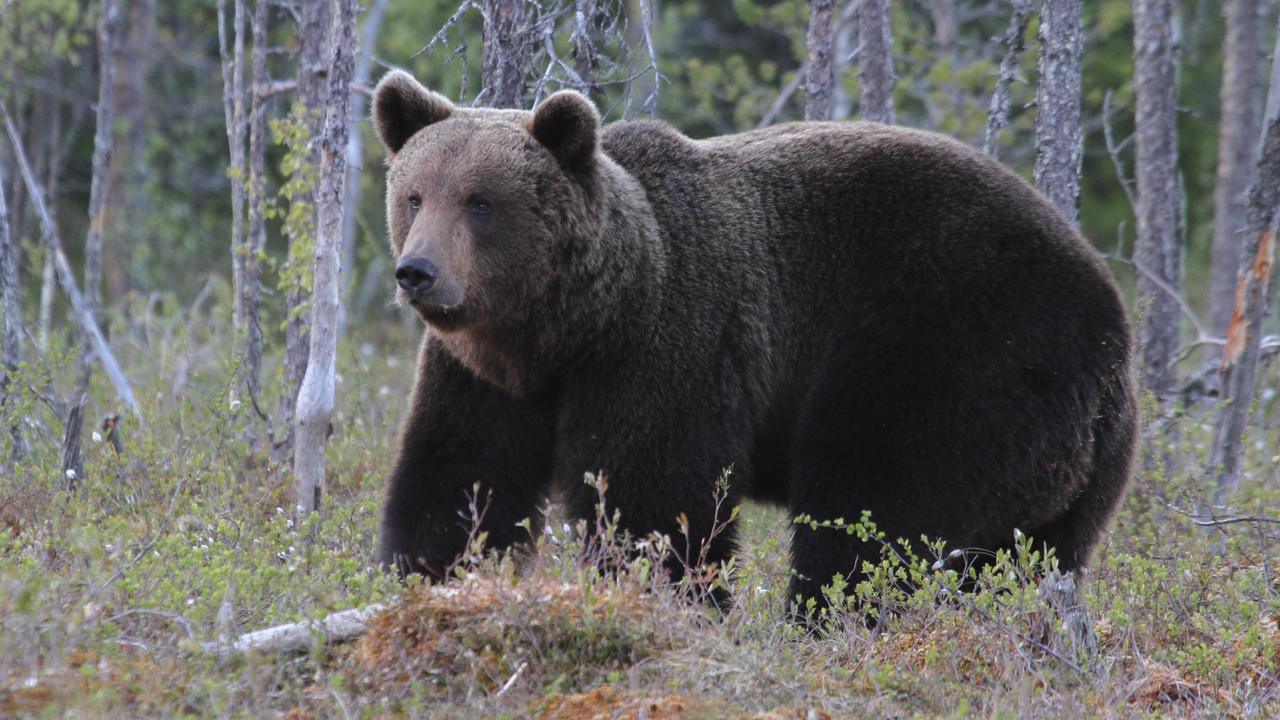 Bear in the woods