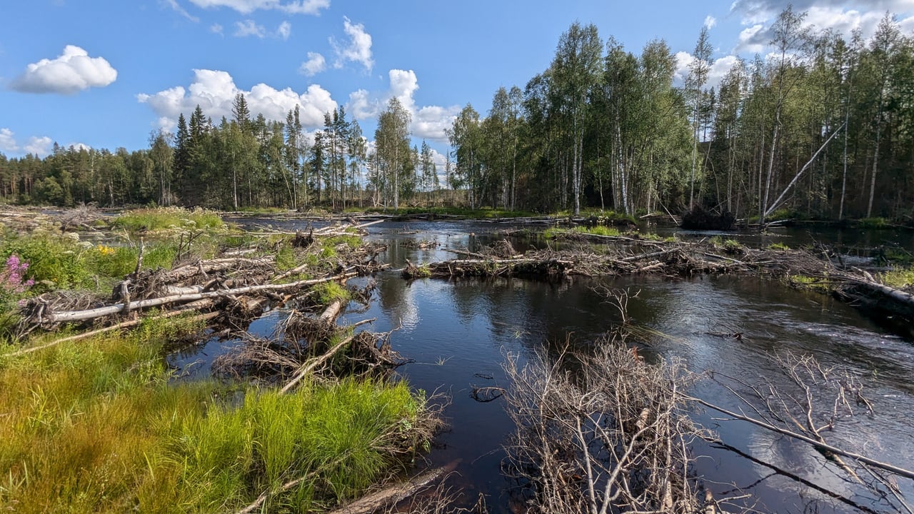 Vattendrag, fallna tr&auml;dstammar och skog.