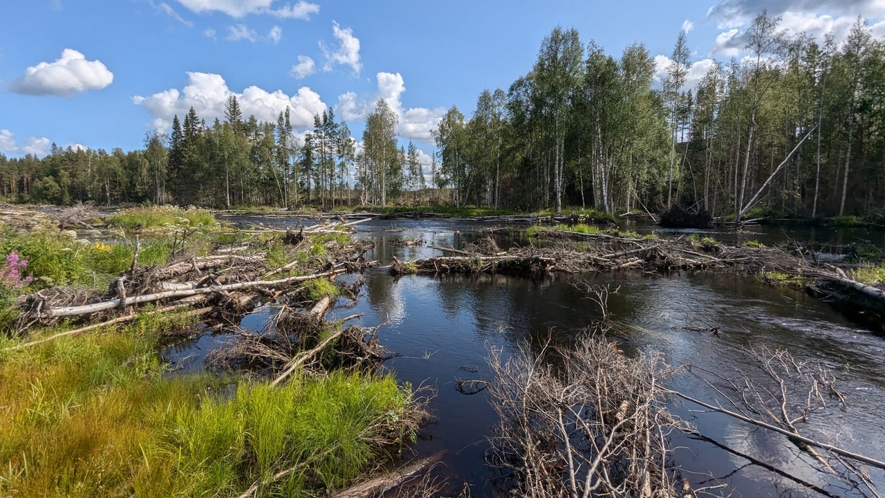 Vattendrag, fallna tr&auml;dstammar och skog.