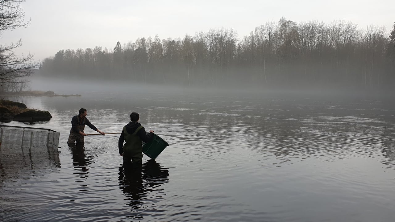 Researchers in the Dal River
