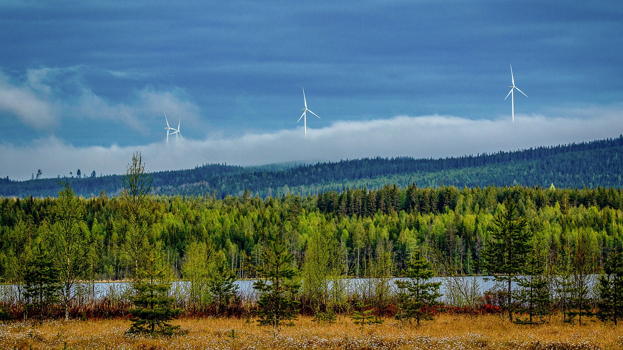 Skog med vindkraftverk som skymtas bakom dimma