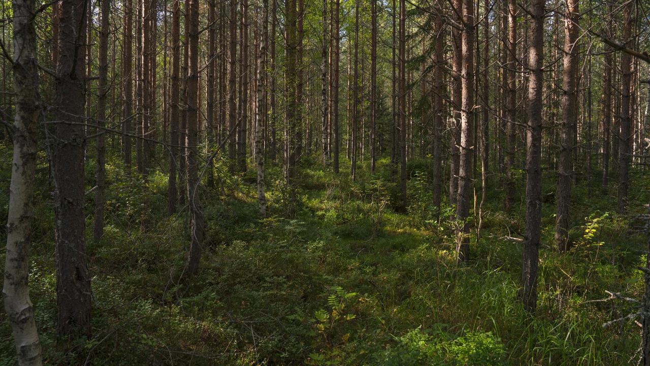 skog