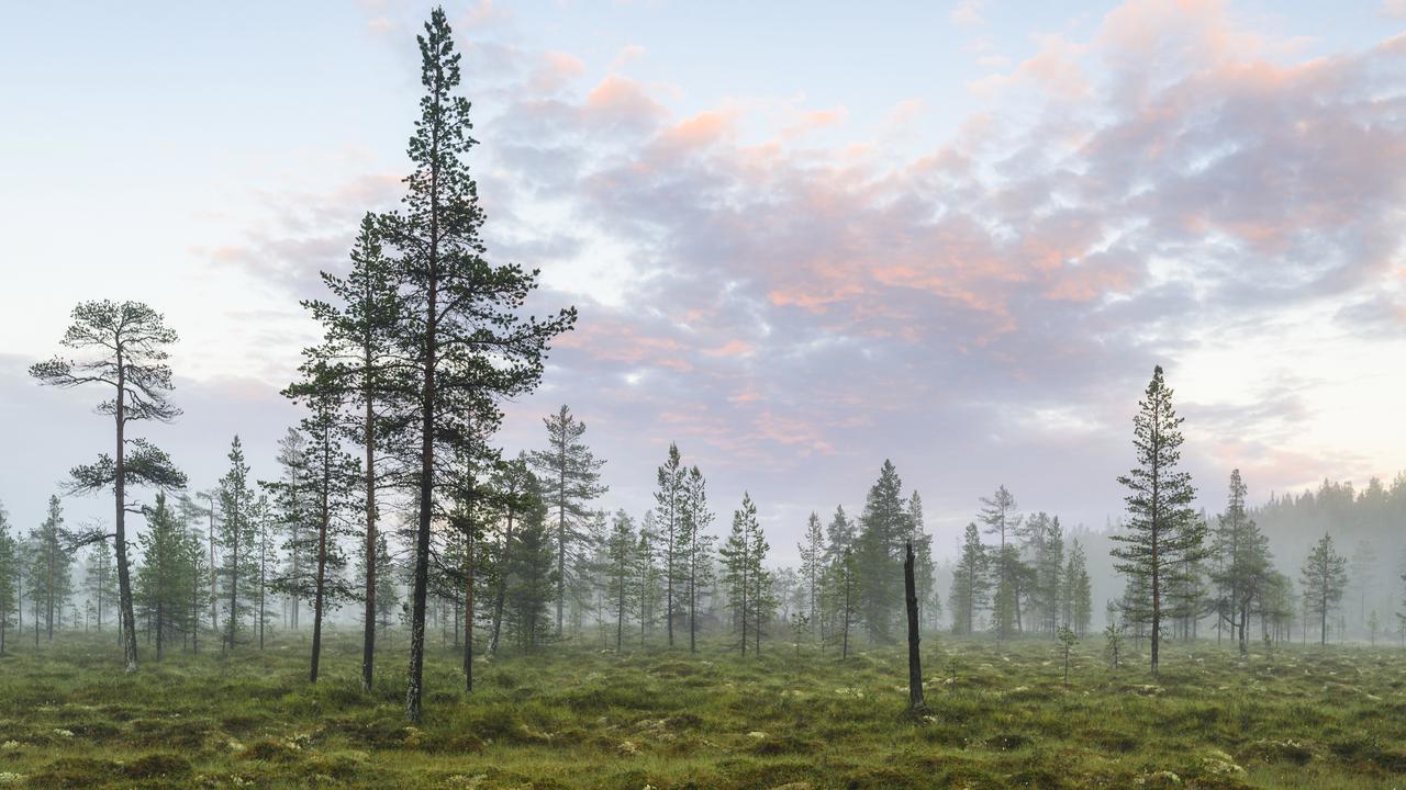 Landskap som visar en myr, barrtr&auml;d och en bl&aring;rosa himmel.