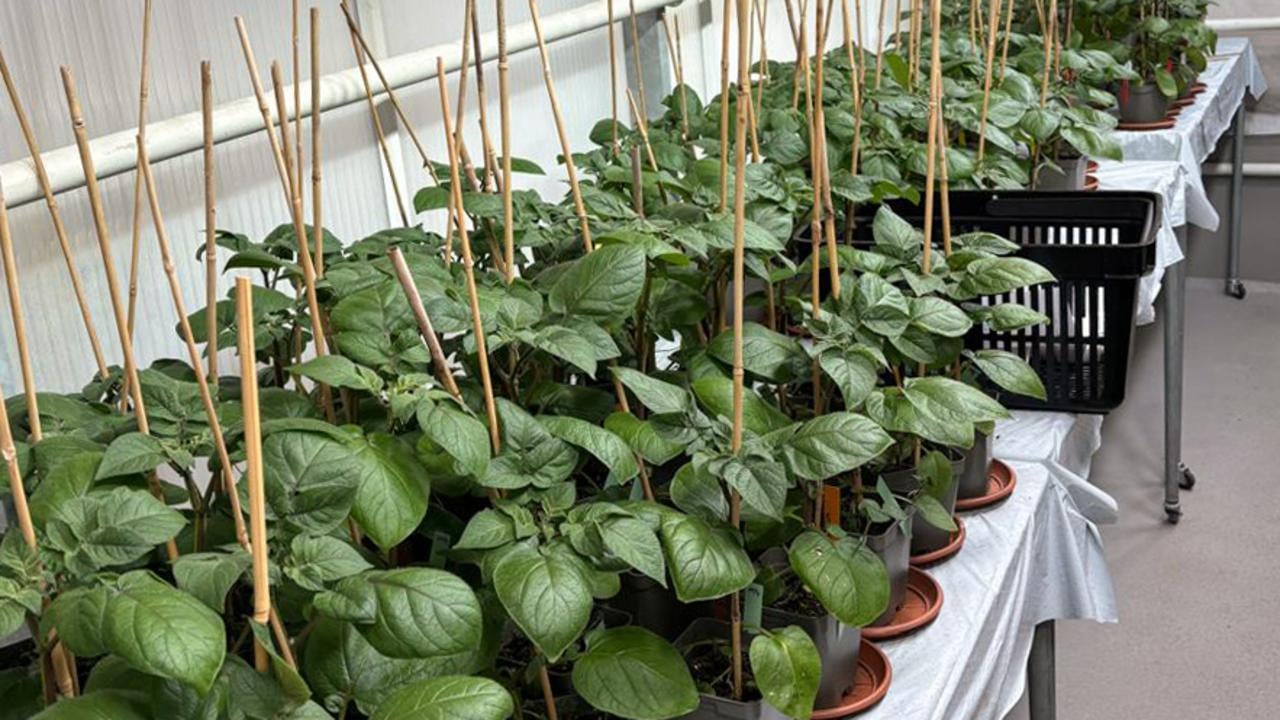 Several potato plants are growing on a table in a greenhouse.Flera potatisplantor som v&auml;xer p&aring; ett bord i ett v&auml;xthus