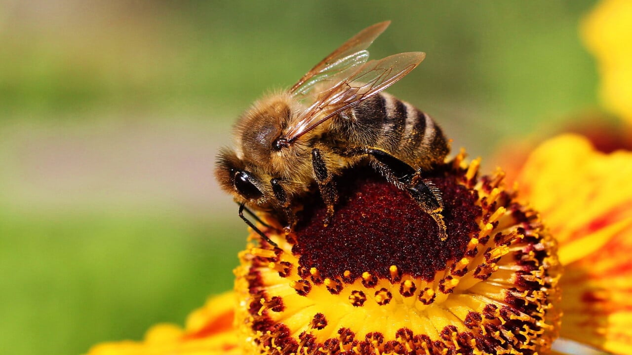 Honungsbi p&aring; blomma.