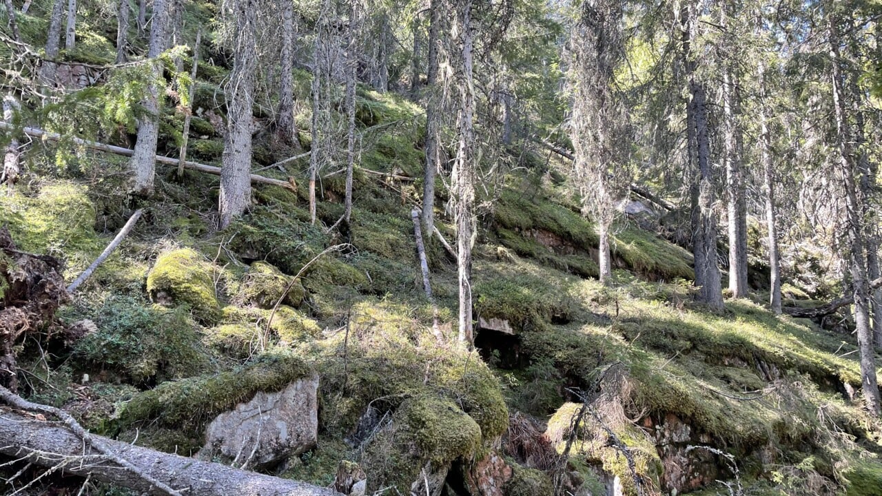 Bild p&aring; h&auml;nglaven l&aring;ngsk&auml;gg