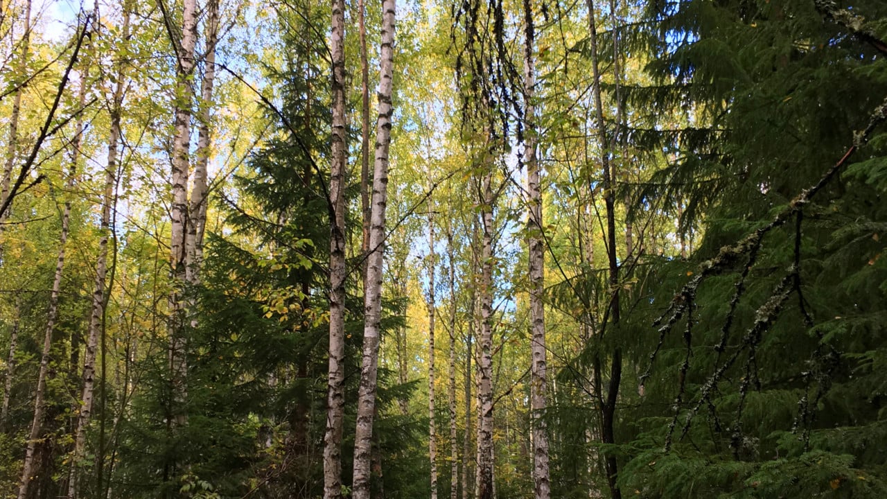 Blandskog med gran och björk