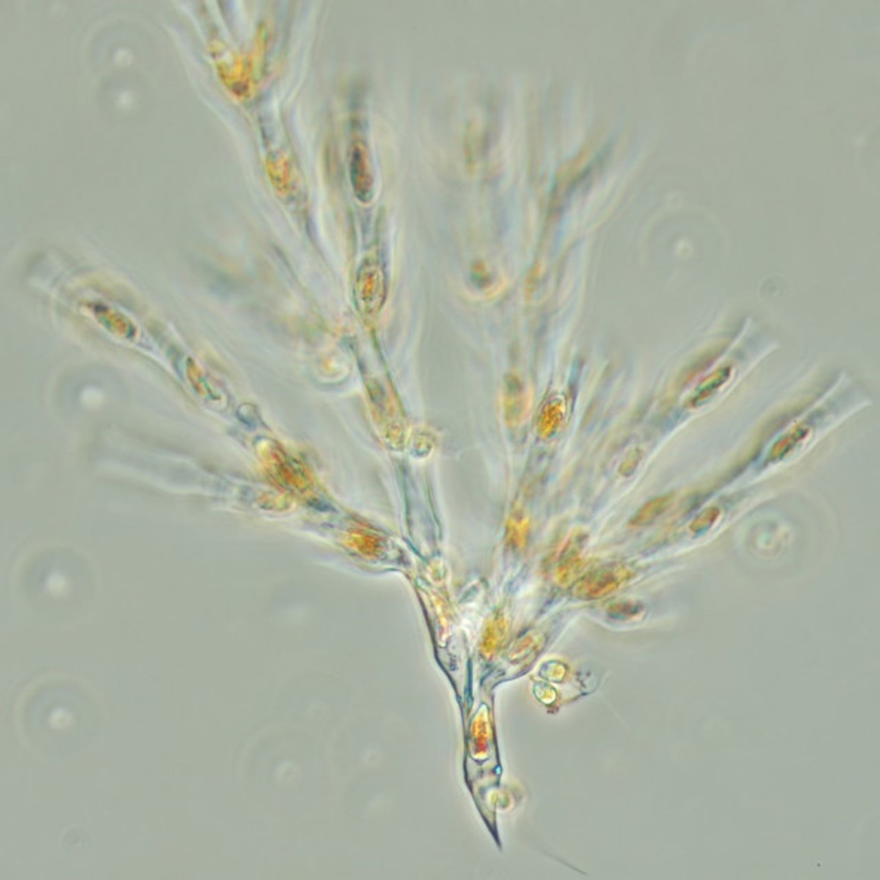 N&auml;rbild p&aring; plankton.
