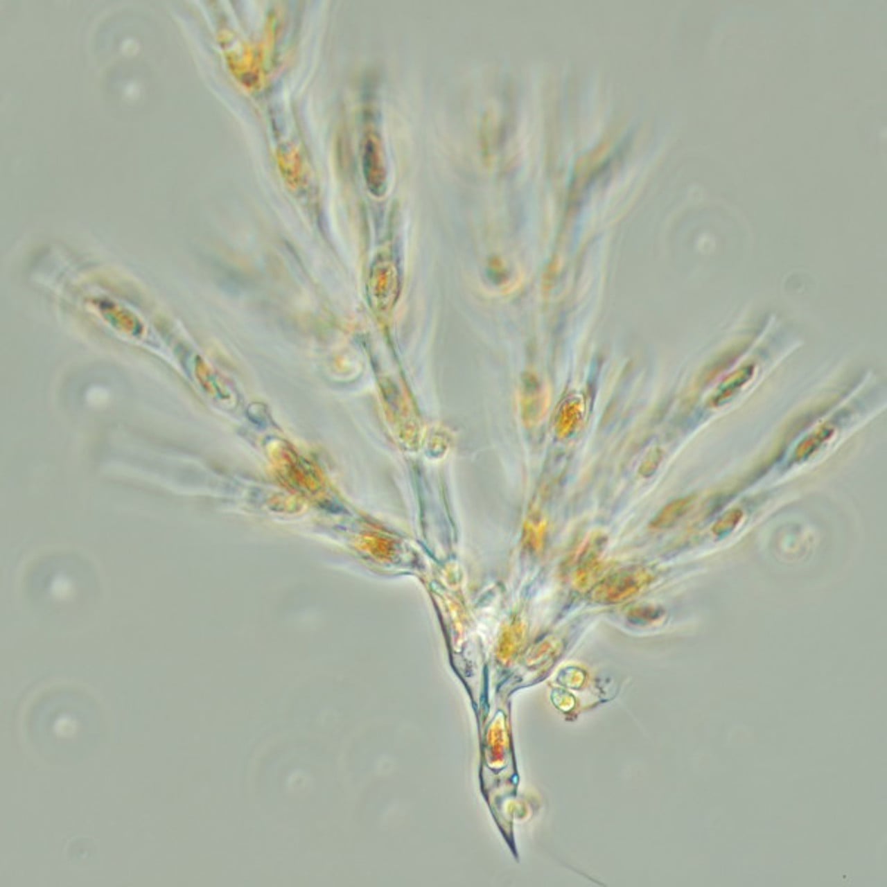 N&auml;rbild p&aring; plankton.