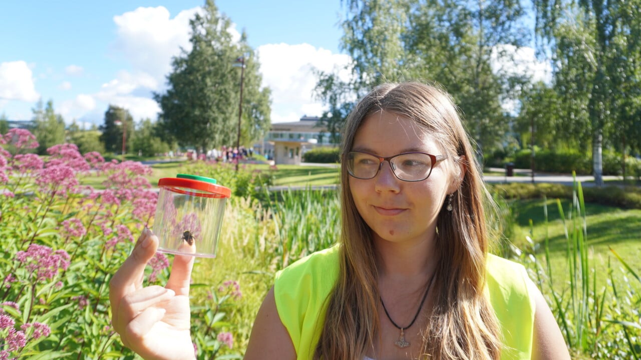Humla inf&aring;ngad f&ouml;r observation av Cecilia &Aring;str&ouml;m.