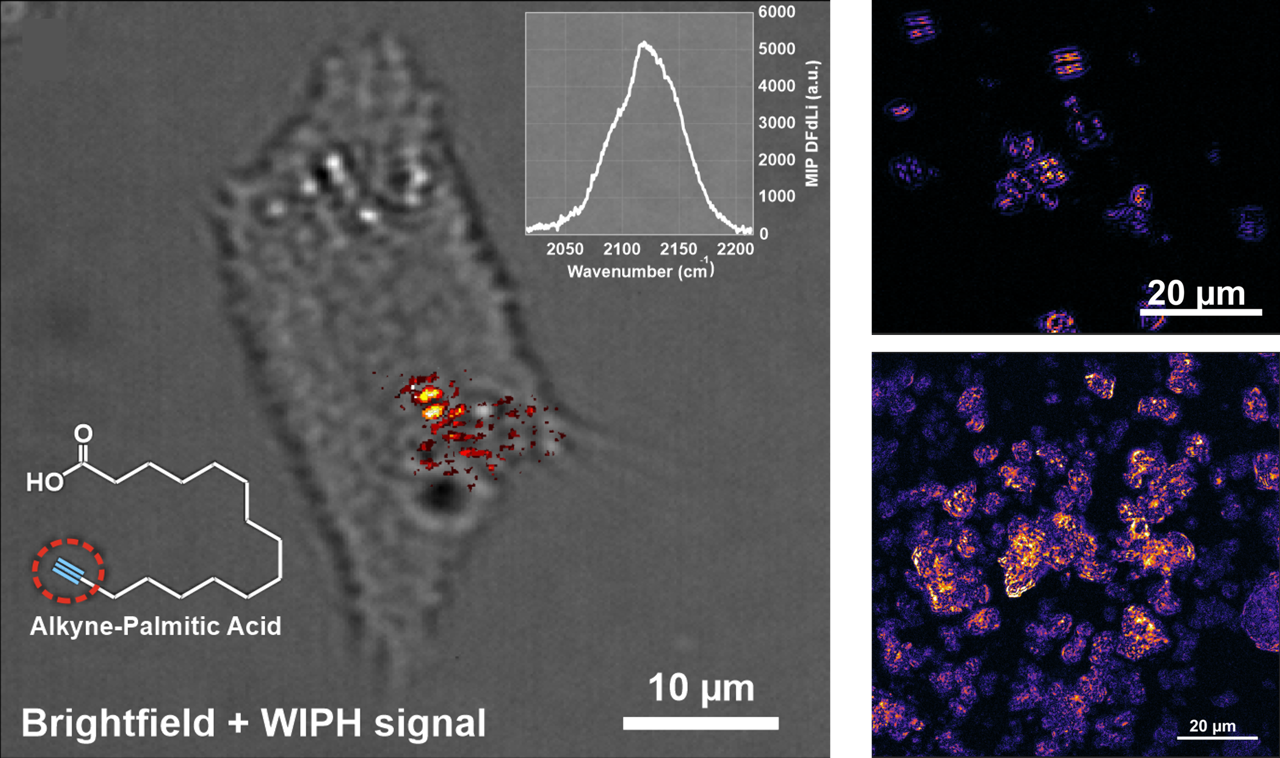 Alkyne-tagged fatty acids in living 3T3 cell. D2O in microalgae. DPA powder.