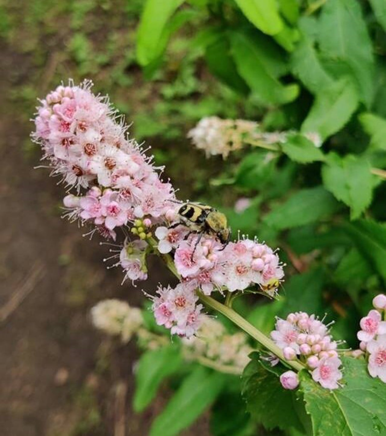 Humlebagge p&aring; h&auml;ckspirea