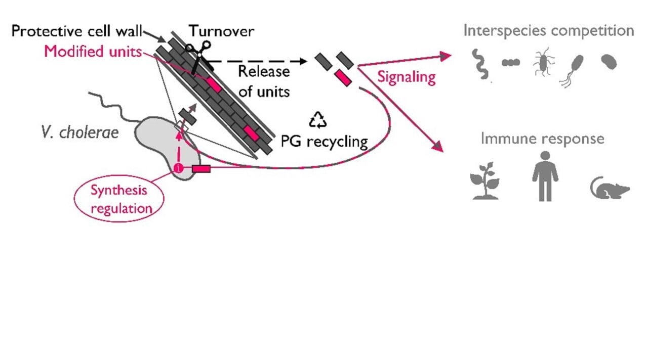 Schematisk bild av peptoglykan&aring;tervinningens roll i cellv&auml;ggen