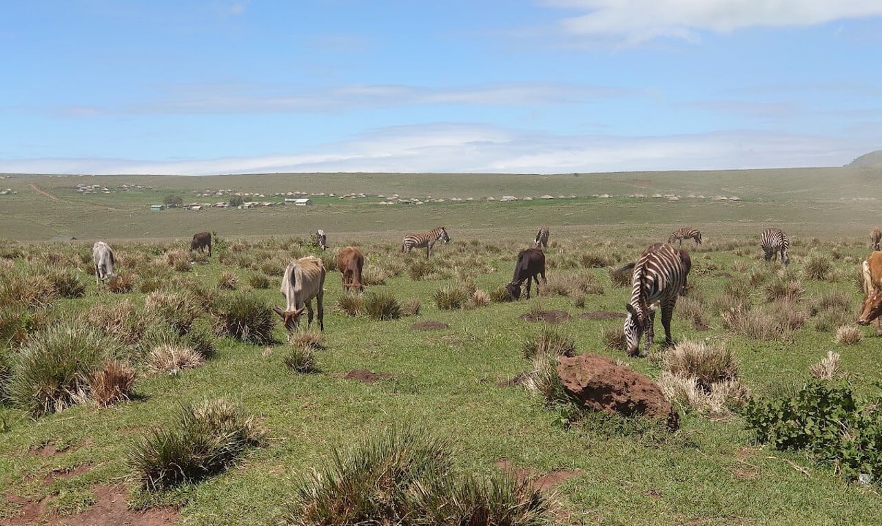 Kor och zebror betar i Ngorongoro Conservation Area, Tanzania.
