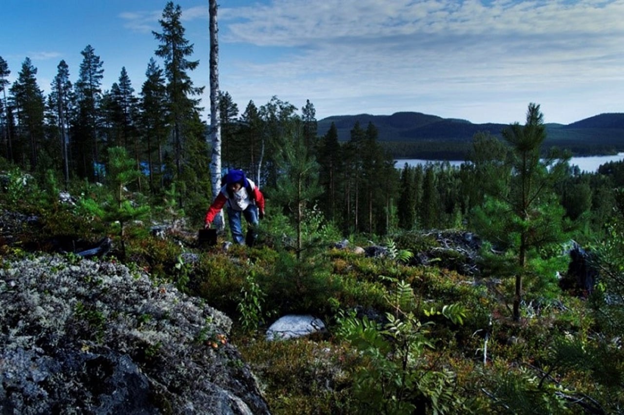 m&auml;nniska plockar b&auml;r i skogen