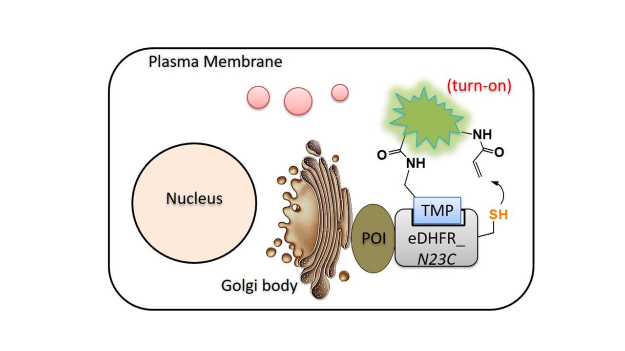 Protein chemical modification