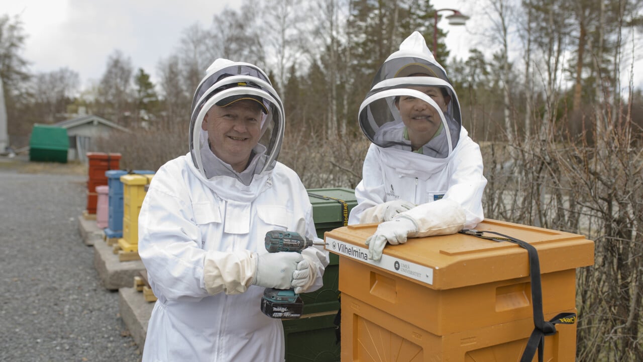 Rektor Hans Adolfsson och Natuschka Lee skruvar upp namnskyltar p&aring; universitets nya bikupor