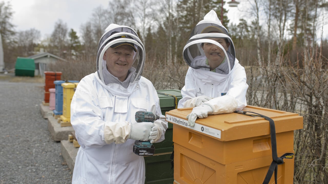 Rektor Hans Adolfsson och Natuschka Lee skruvar upp namnskyltar p&aring; universitets nya bikupor