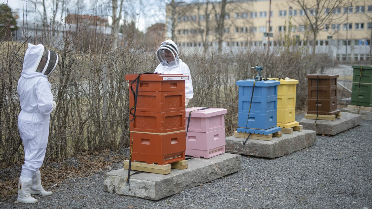 Rektor Hans Adolfsson och Natuschka Lee skruvar upp namnskyltar p&aring; universitets nya bikupor