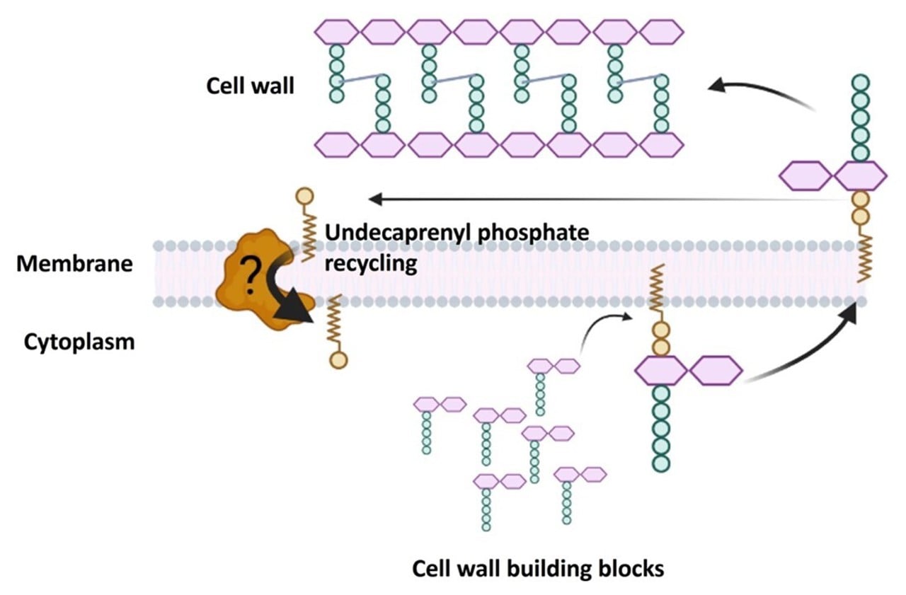 Schematisk bild p&aring; membrantransport