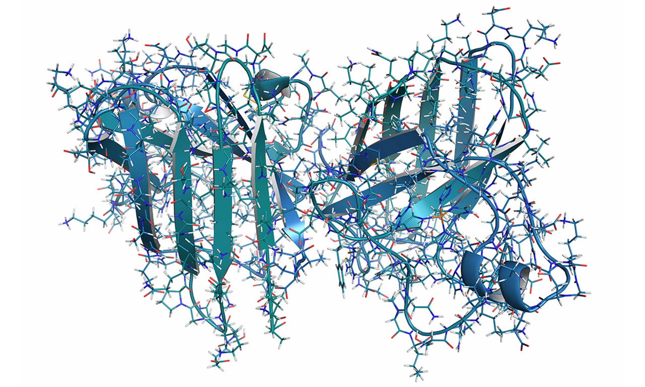 Illustration showing the normal structure of the SOD1 protein
