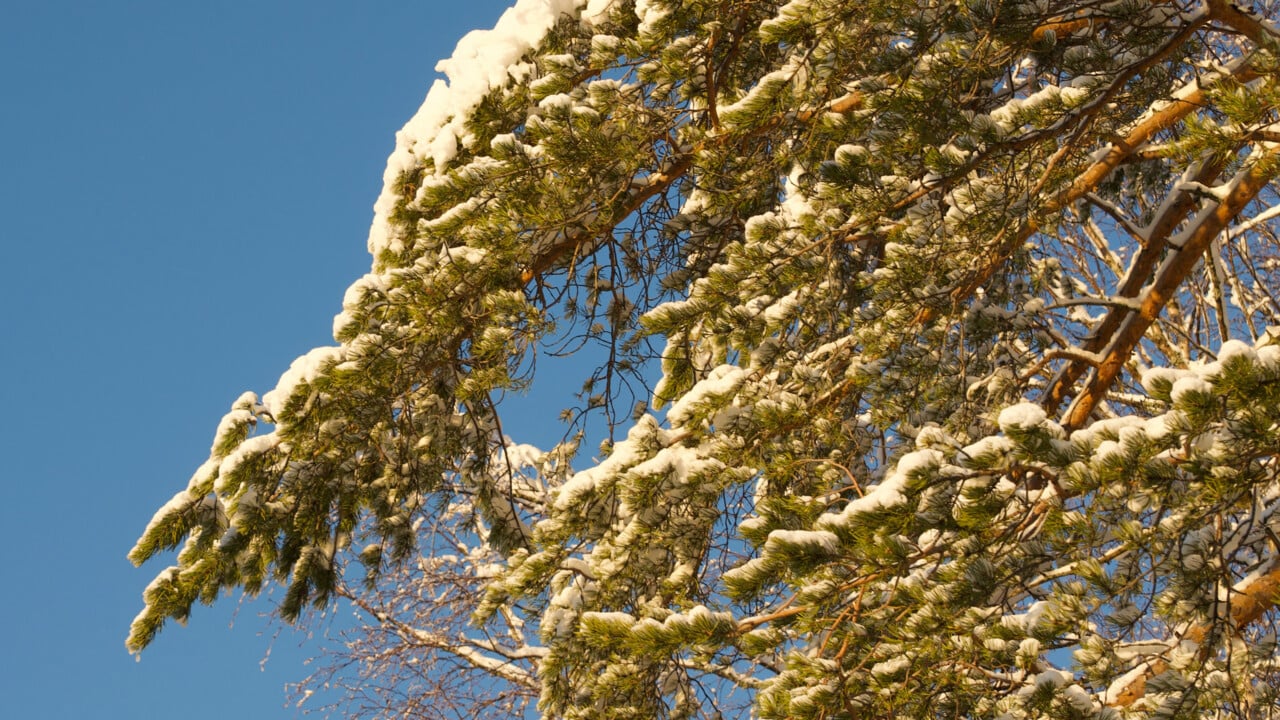 Sn&ouml;t&auml;ckta kvistar av en tall framf&ouml;r den bl&aring; himlen
