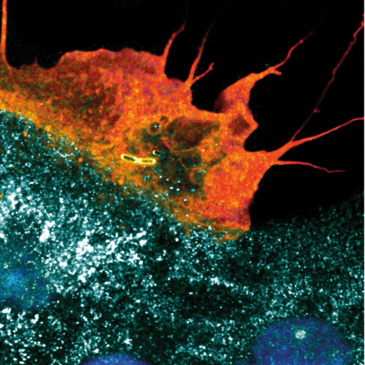 Coloured confocal microscopy immunofluorescence image of a plasma membrane ruffle taking up invasive bacteria into an intestinal epithelial cell. Sample and image acquisition: Dorothee Langenbach; Artistic rendering: Atin Sharma. MIMS, Ume&aring; University.