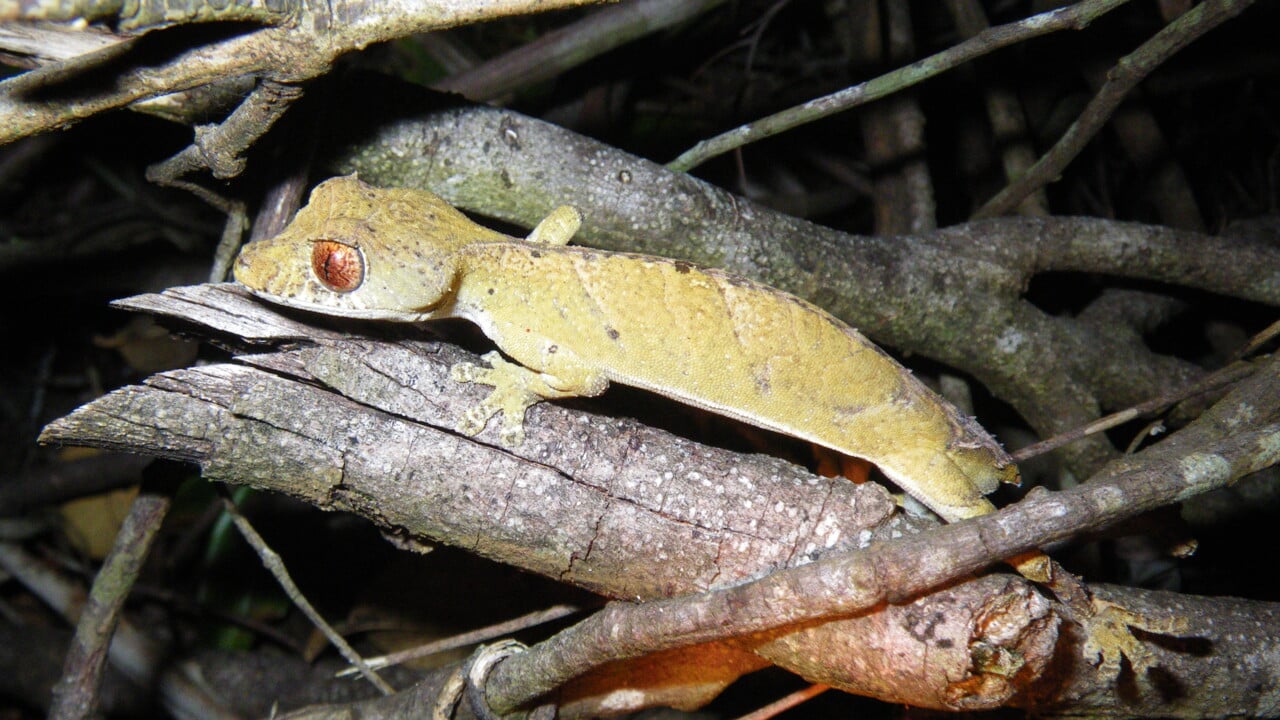 En reptil p&aring; Madagaskar