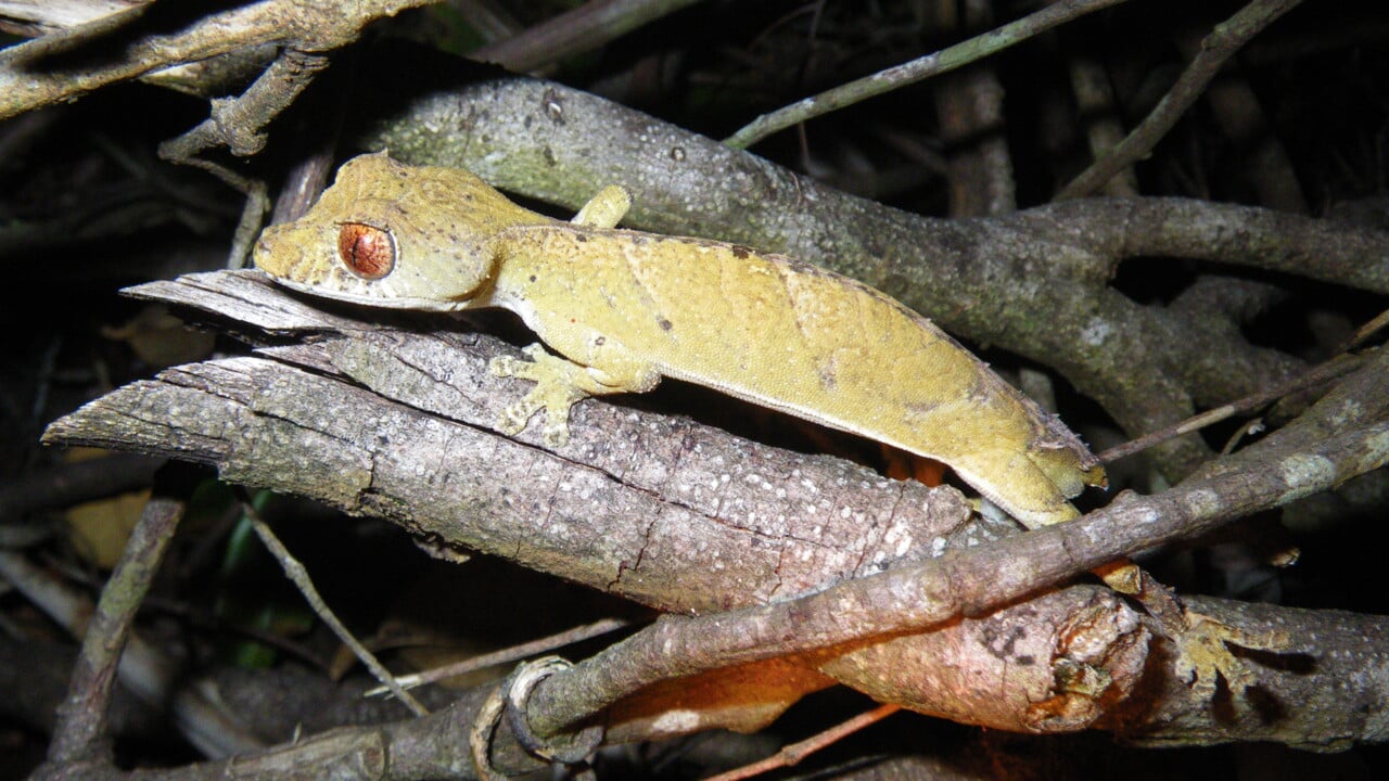 En reptil p&aring; Madagaskar