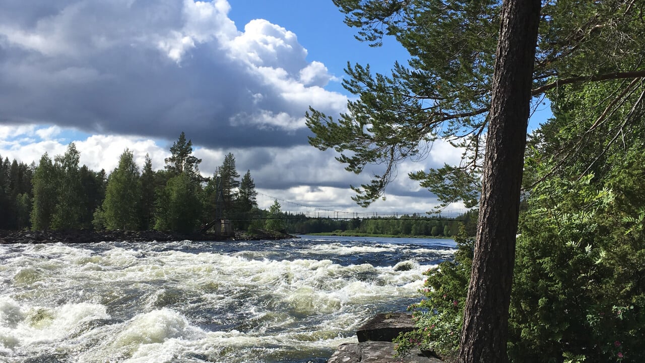 Bild p&aring; fors i Vindel&auml;lven. Tallar, bl&aring; himmel och moln.