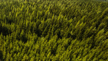 Drönarvy av skog
