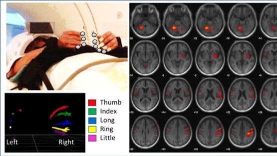 body brain