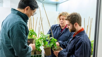 Jun Yu, Maria E. Eriksson and Bertold Mariën inspecting young trees in UPSC