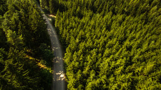 Fågelperspektiv på en skog