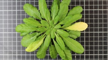 As leaves age, plants recycle valuable nutrients before the cells eventually die. The new study identifies arginine as a signal that helps determine when this transition becomes irreversible./När blad åldras återvinner växten värdefulla näringsämnen innan cellerna till slut dör. Den nya studien visar att arginin fungerar som en signal som hjälper växten att avgöra när denna process blir oåterkallelig.