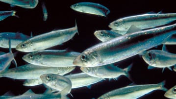 a school of herring