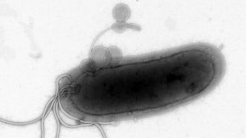 Magsårsbakterien Helicobacter pylori.