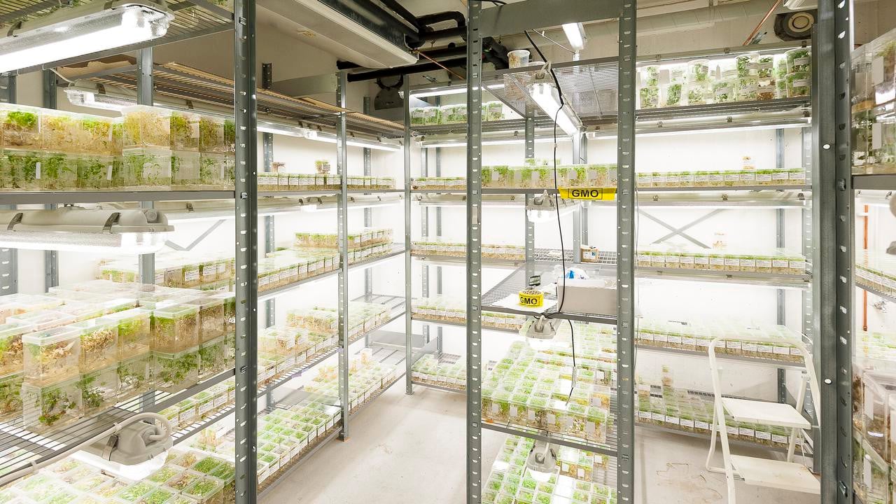 I Umeå Plant Science Centres biobank sparas levande plantor i upp till ett år. Fotad för Aktum nr 3, 2016.